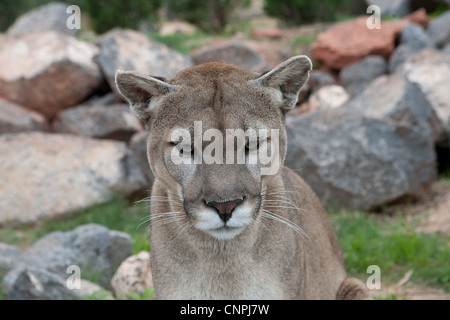 Blcook Cougar Mountain lion de montagne puma cat panther Banque D'Images