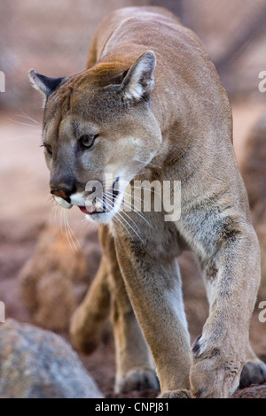 Blcook Cougar Mountain lion de montagne puma cat panther Banque D'Images