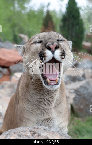 Blcook Cougar Mountain lion de montagne puma cat panther Banque D'Images