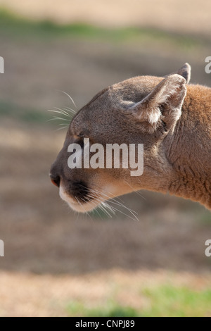 Blcook Cougar Mountain lion de montagne puma cat panther Banque D'Images