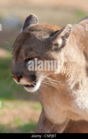 Blcook Cougar Mountain lion de montagne puma cat panther Banque D'Images