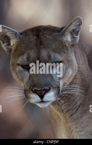 Blcook Cougar Mountain lion de montagne puma cat panther Banque D'Images