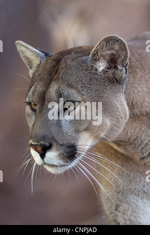 Blcook Cougar Mountain lion de montagne puma cat panther Banque D'Images