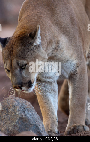 Blcook Cougar Mountain lion de montagne puma cat panther Banque D'Images