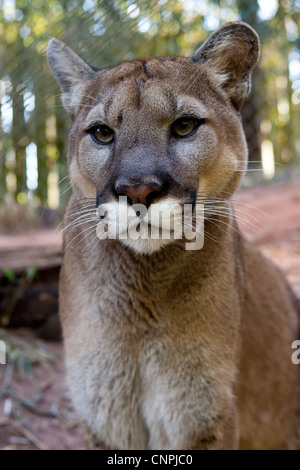 Blcook Cougar Mountain lion de montagne puma cat panther Banque D'Images