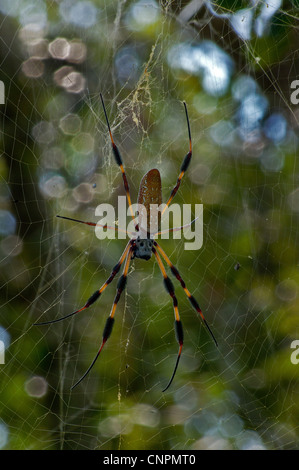 Golden-Silk Spider, Néphi clavipes Banque D'Images