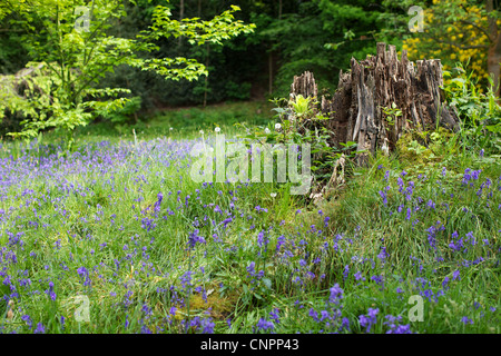 [Le château de Hever] park bluebell grass [souche d'arbre] Banque D'Images