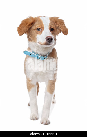 Chiot de race mixte, moitié Terrier tibétain, devant un fond blanc Banque D'Images