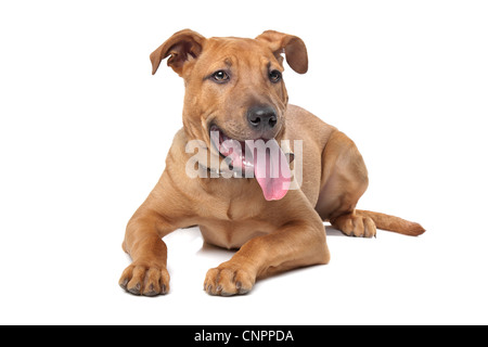 Mixed breed dog( Stafford Terrier) devant un fond blanc Banque D'Images