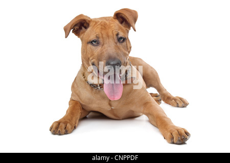 Mixed breed dog( Stafford Terrier) devant un fond blanc Banque D'Images