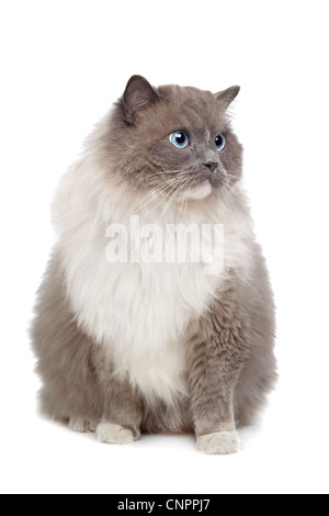 Chat Ragdoll devant un fond blanc Banque D'Images