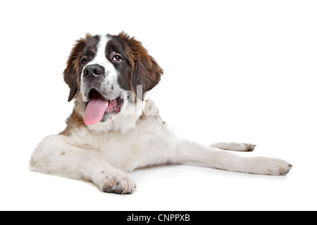 Chiot St Bernard devant un fond blanc Banque D'Images