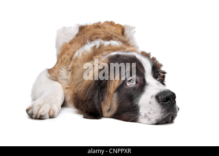 Chiot St Bernard devant un fond blanc Banque D'Images