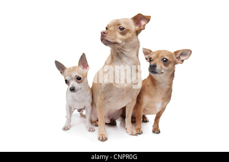 Trois chiens chihuahua devant un fond blanc Banque D'Images