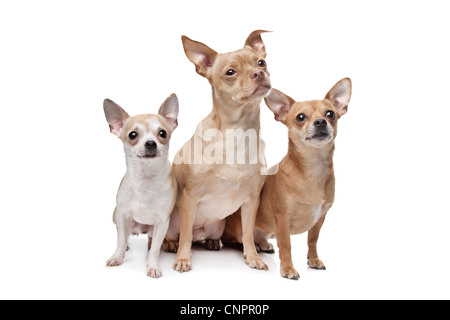 Trois chiens chihuahua devant un fond blanc Banque D'Images