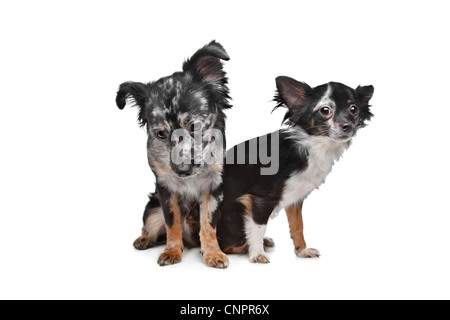 Deux chiens Chihuahua devant un fond blanc Banque D'Images