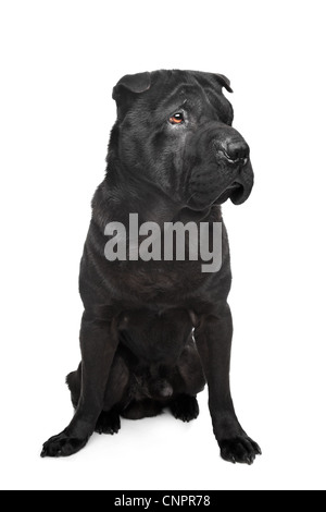 Shar-pei noire devant un fond blanc Banque D'Images