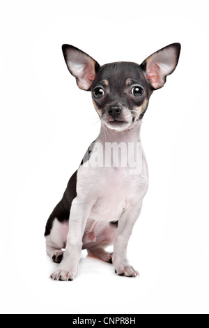 Chiot chihuahua poil court devant un fond blanc Banque D'Images