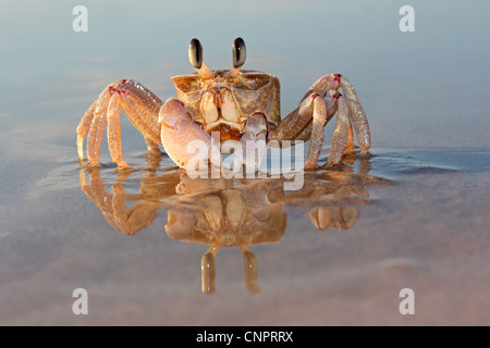 Le crabe fantôme d'alerte (Ocypode ryderi) sur la plage, Afrique du Sud Banque D'Images