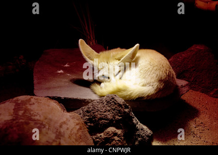 Desert Fox reposant sur une pierre sous une lampe de la chaleur Banque D'Images