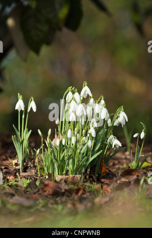 Perce-neige Banque D'Images