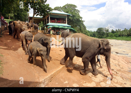 Sri lanka éléphants arrivant au lieu de baignade des éléphants, Pinnawala, Sri Lanka, Asie Banque D'Images