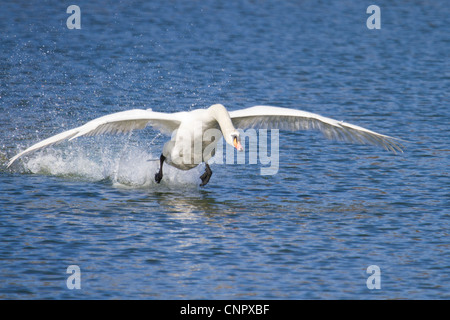 Swan qui décolle Banque D'Images