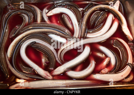 Les anguilles en vente sur le marché aux poissons de Tsukiji à Tokyo Banque D'Images