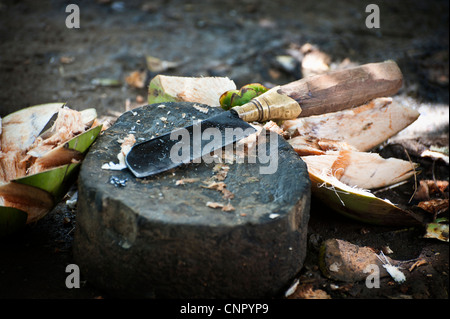 Balinais un couteau utilisé pour couper en coco visibles dans les rizières d'Ubud, Bali. Banque D'Images