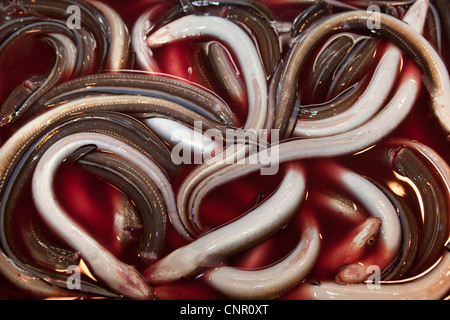 Les anguilles en vente au marché aux poissons de Tsukiji à Tokyo Japon Gros Banque D'Images