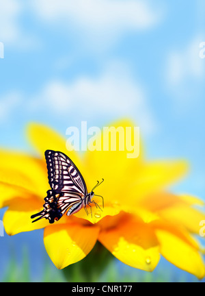 Papillon monarque sur fleur jaune, le background, selective focus Banque D'Images