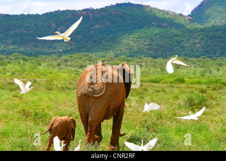 Famille d'éléphants. Au Kenya. Samburu national park. Banque D'Images