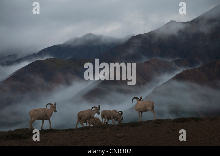 Bande de moutons de Dall pâturage sur Misty Mountain slope Alaska Denali National Park Banque D'Images