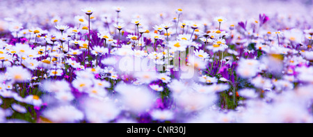 Domaine de printemps marguerites blanc frais, naturel paysage panoramique Banque D'Images