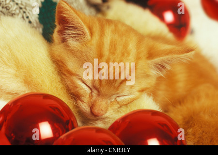 Chaton tabby orange endormi parmi les décorations de Noël Banque D'Images