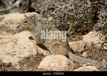 Otospermophilus variegatus Banque D'Images