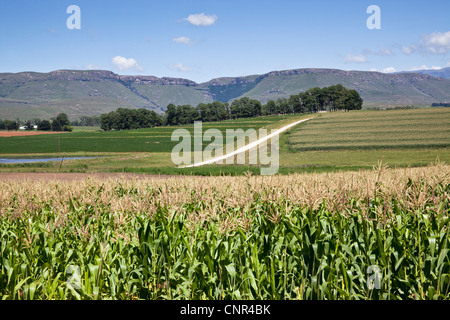 Paysages, contreforts des Drakensberg du Sud, Eastern Cape, Afrique du Sud Banque D'Images