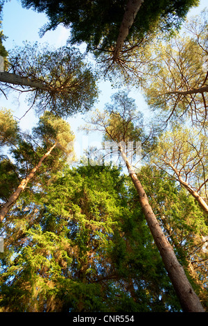 Forêt de Dean, Gloucestershire, Angleterre du Sud-Ouest, en Angleterre Banque D'Images