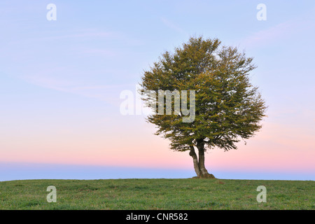 Beech Tree, Schauinsland, Forêt-Noire, Bade-Wurtemberg, Allemagne Banque D'Images