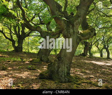 Vieux Hêtres Förster, Parc National, Hesse, Allemagne Banque D'Images