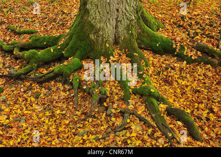 Les racines des arbres moussus, Franconia, Bavaria, Germany Banque D'Images