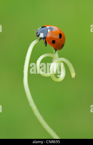 Spot Ladybird vrille sur sept Banque D'Images