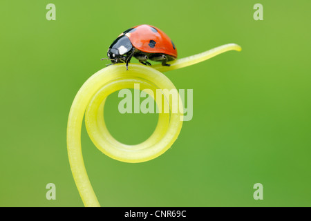 Spot Ladybird vrille sur sept Banque D'Images