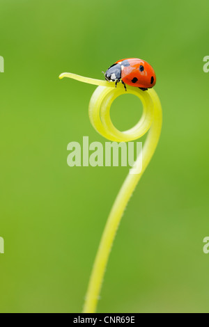 Spot Ladybird vrille sur sept Banque D'Images