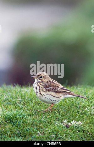 Pitpit (Anthus pratensis meadow), debout sur un pré, Royaume-Uni, Ecosse, Isle of Mull Banque D'Images
