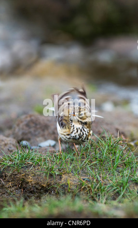 Pitpit (Anthus pratensis meadow), baignade, Royaume-Uni, Ecosse, Isle of Mull Banque D'Images