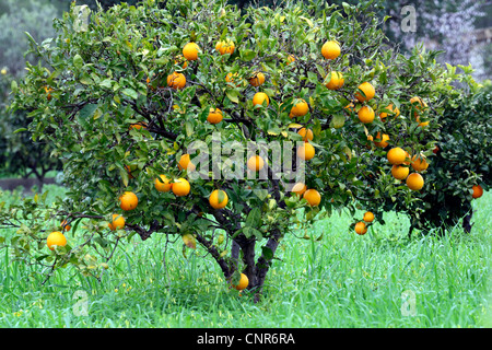 L'oranger (Citrus sinensis), la fructification orange, Espagne, Baléares, Majorque Banque D'Images