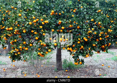 L'oranger (Citrus sinensis), oranger, Espagne, Baléares, Majorque Banque D'Images