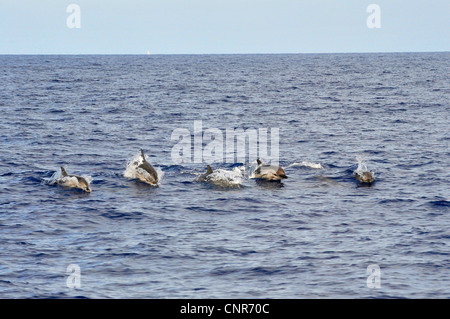 Dauphin bleu, bleu-blanc, Dolphin Dolphin Euphrosyne (Stenella coeruleoalba), sauter, Groupe Méditerranée Banque D'Images