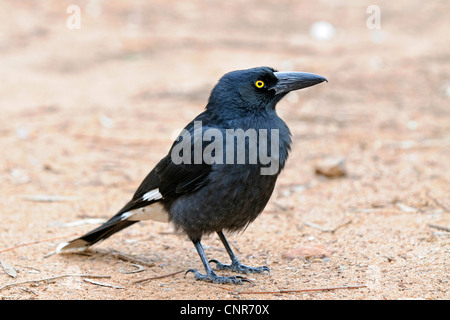 Currawong pie noir, Currawong (Strepera graculina), comité permanent, de l'Australie, de Warrumbungle National Park Banque D'Images